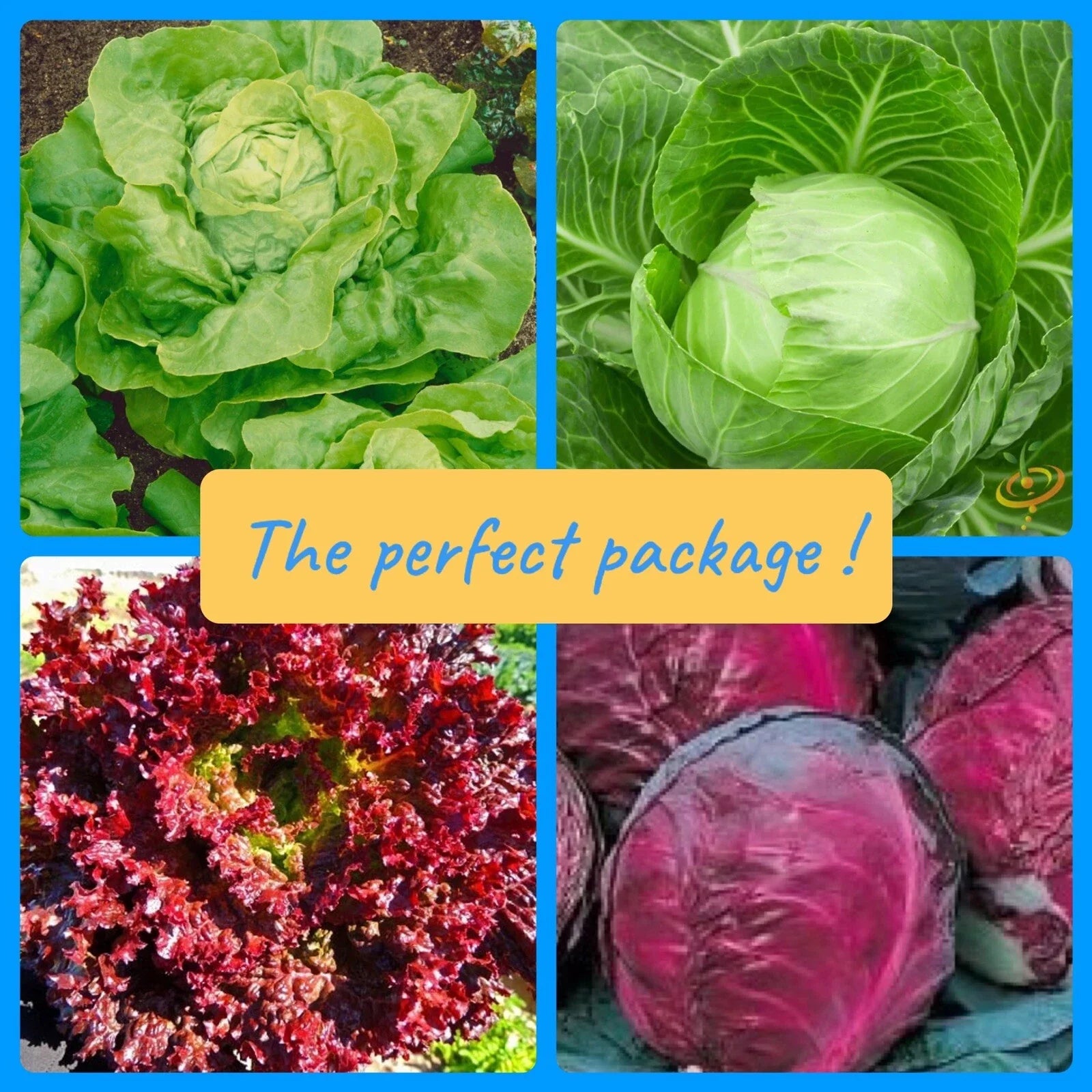 Rare Vegetable Collection - 4 Varieties: Red & Golden Cabbage, Red & Golden Lettuce - Brassica oleracea, Lactuca sativa
