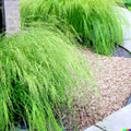 Weeping Lovegrass Seeds - 1000+ Bulk Ornamental Grass Seeds (Eragrostis curvula) for Landscaping and Erosion Control