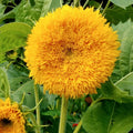 Tall Teddy Bear Sunflower Seeds | Giant Sungold Big Gold Sunflower | Helianthus annuus | 2025 Planting