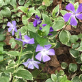 Variegated Vinca Periwinkle Starter Plants - 20 Bare Root Trailing Vines with Purple Blooms
