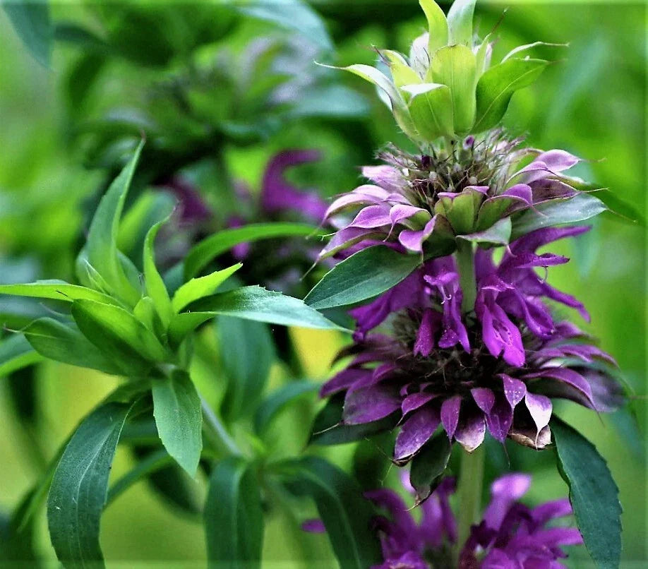 Purple Lemon Mint Bee Balm Seeds - 100++ Organic Monarda citriodora Horsemint Seeds for Herbal Gardens