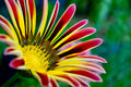 Gazinia Seeds - 100 Count - Exotic Varieties for Planting - Gazania rigens