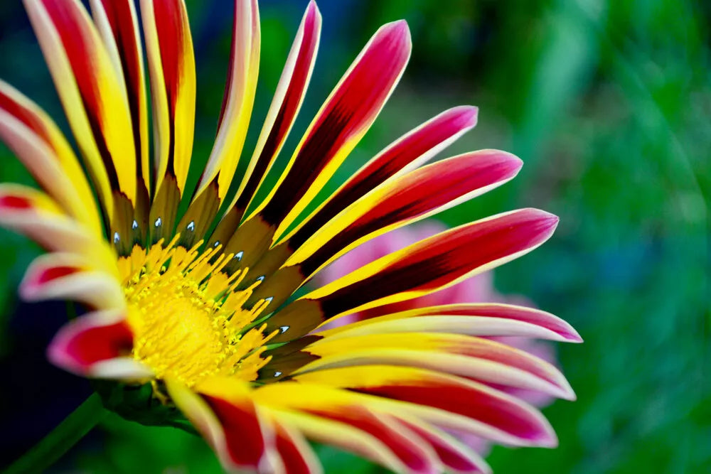 Gazinia Seeds - 100 Count - Exotic Varieties for Planting - Gazania rigens