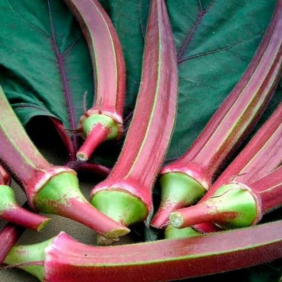 Red Burgundy Okra Seeds - 50+ Heirloom Non-GMO Seeds - Abelmoschus esculentus - Fresh Seeds with Free Shipping