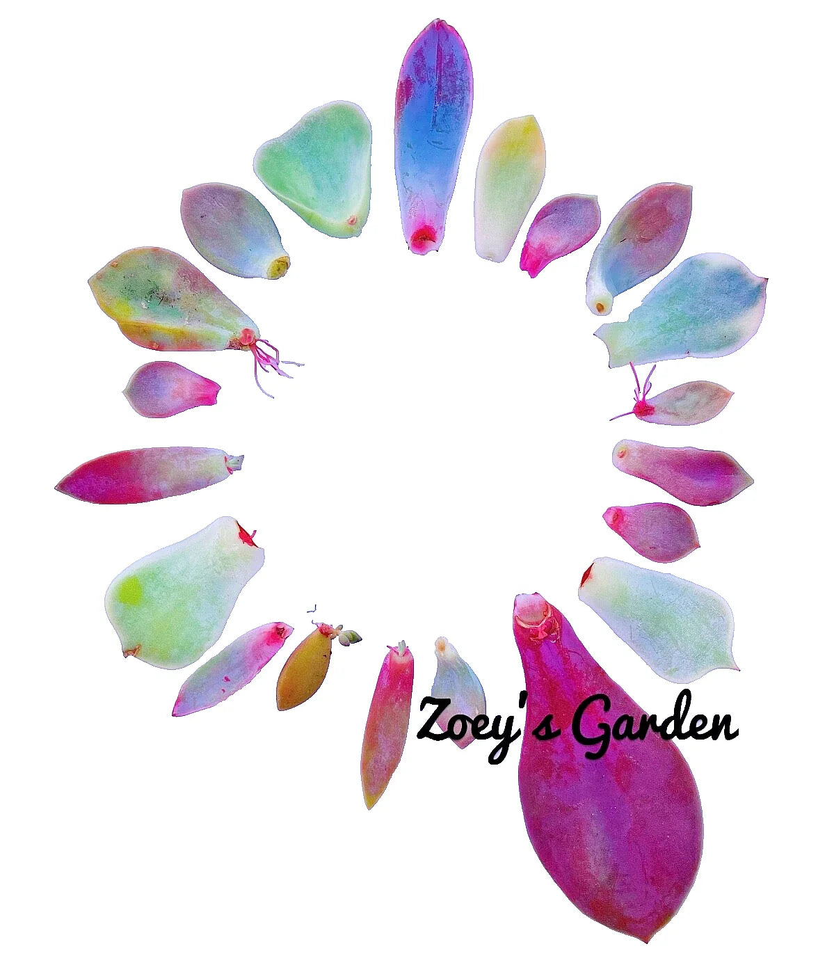 Succulent Plant Leaves for Propagation - Assorted Variety + Surprise Bonus Leaves Gift - Perfect for DIY Projects
