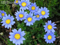 Felicia Blue Daisy Seeds 100 Kingfisher - Blue Flower Seeds for Garden, Felicia amelloides