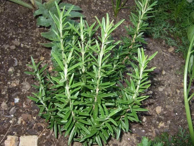 Rosemary Seeds - Fresh Herb Seeds for Planting - Rosmarinus officinalis