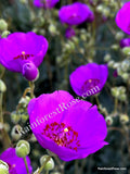 Purple Calandrinia Spectabilis Cuttings - 10 Fast Growing Rock Purslane Cuttings for Propagation