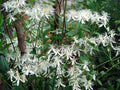 Sweet Autumn Clematis Cuttings - 10 Fragrant Vines - Terniflora Clematis