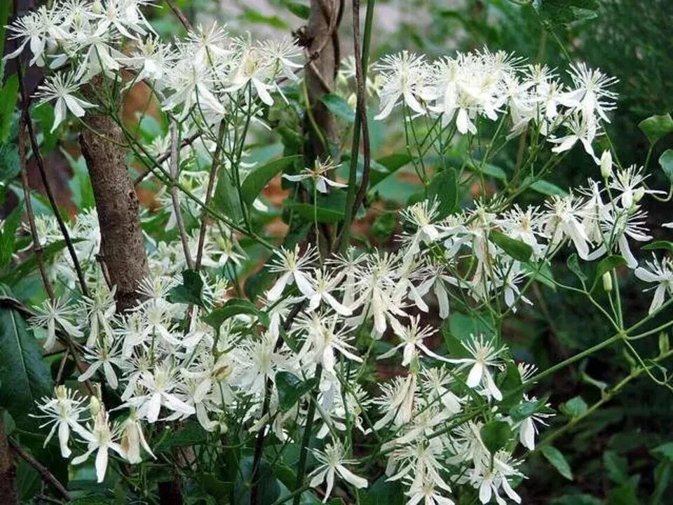 Sweet Autumn Clematis Cuttings - 10 Fragrant Vines - Terniflora Clematis
