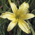 Daylily Bare Root Plants 40 Count 'Hyperion' Hemerocallis Hybrid Perennial Garden Flowers