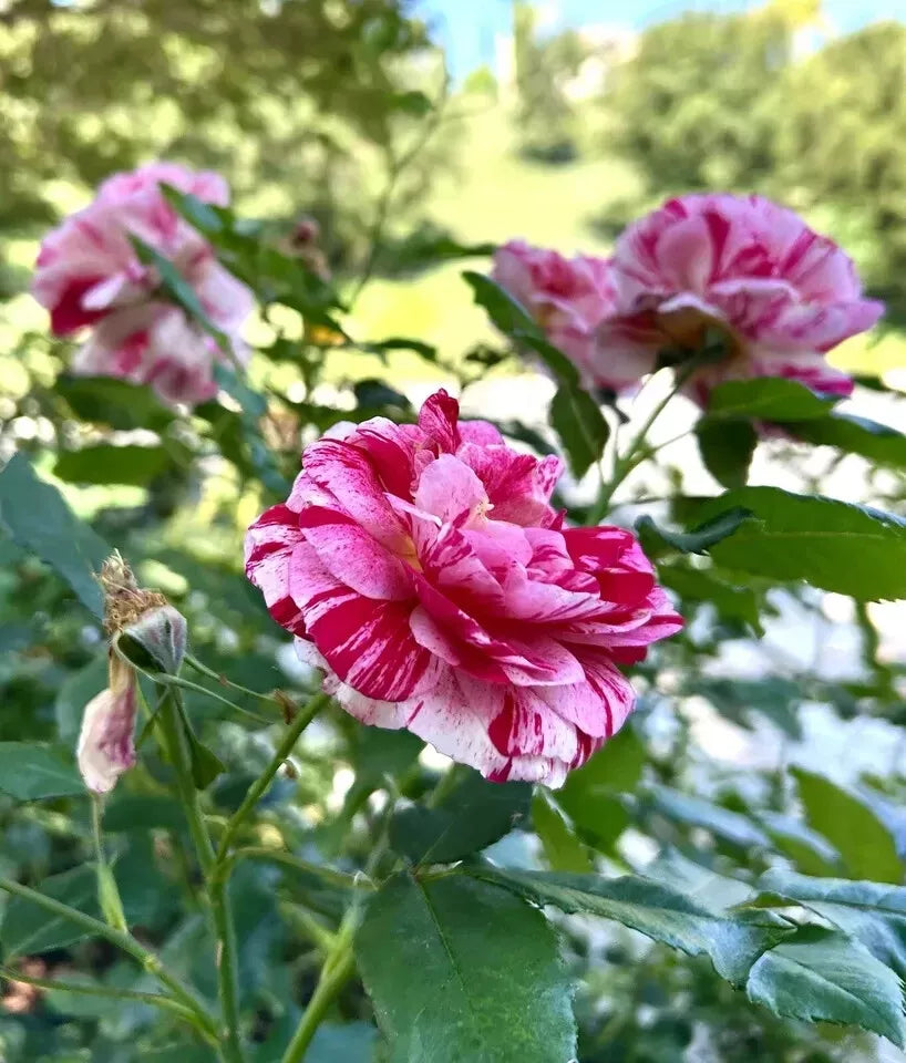 Henri Matisse Rose Cuttings - 5 Intense Fragrance Cuttings for Planting - USA