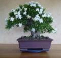 25 White Jasmine Bonsai Tree Seeds - Vibrant White Flowers - Jasminum polyanthum