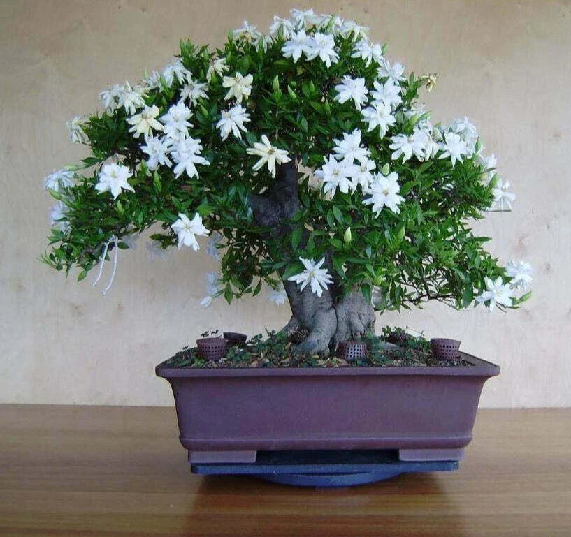 25 White Jasmine Bonsai Tree Seeds - Vibrant White Flowers - Jasminum polyanthum