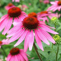 Purple Coneflower Seeds - Echinacea Perennial Pollinator - Non-GMO - 200 Seeds for Garden and Cut Flowers