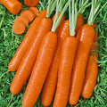 Scarlet Nantes Carrot Seeds - Heirloom Variety for Home Gardening - Daucus carota