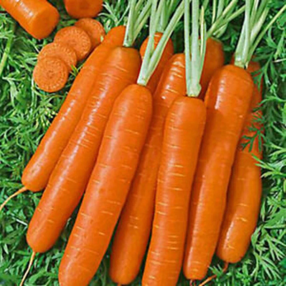 Scarlet Nantes Carrot Seeds - Heirloom Variety for Home Gardening - Daucus carota