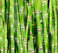 Dwarf Bamboo Plant Cuttings - Equisetum - Horsetail Water Plant - Aquatic Garden Decor - Easy Care Indoor/Outdoor