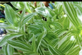 Tradescantia Albiflora Cuttings - 5 Pieces - Wandering Jew Plant Cuttings for Propagation and Indoor Gardening