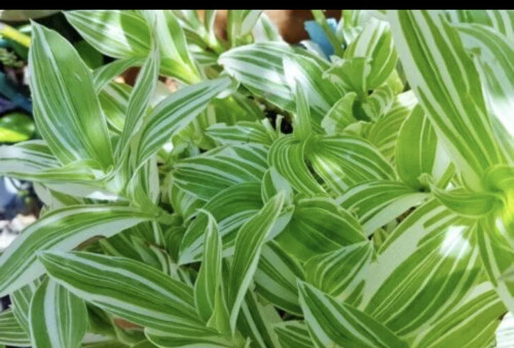 Tradescantia Albiflora Cuttings - 5 Pieces - Wandering Jew Plant Cuttings for Propagation and Indoor Gardening