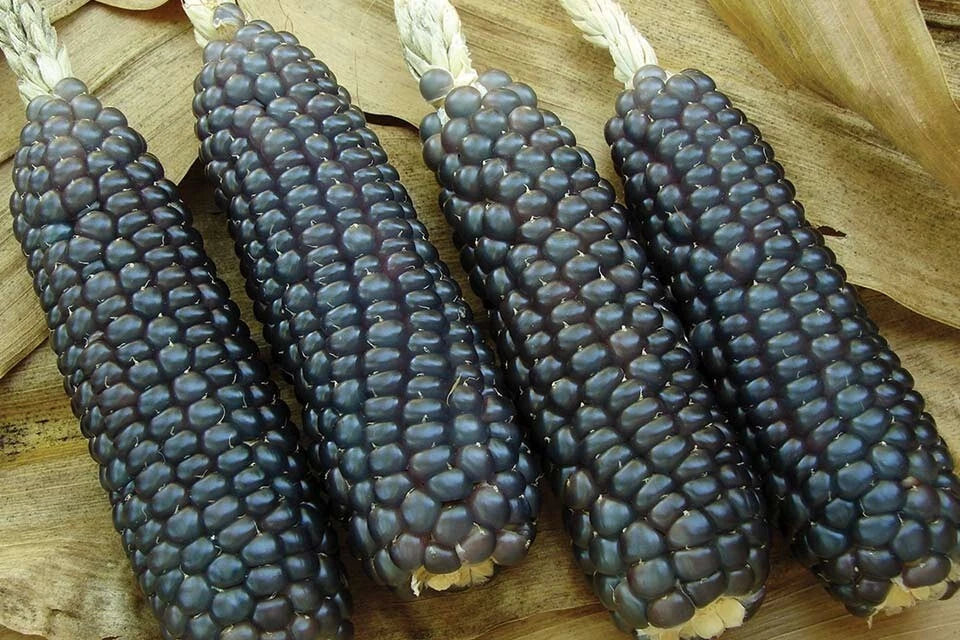 Hopi Blue Corn Seeds - 60+ Heirloom Non-GMO Organic - Rare Variety (Zea mays)