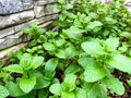 Mint Plants - 10 Bare Root - Refreshing Herb - Mentha spp. - USA Grown