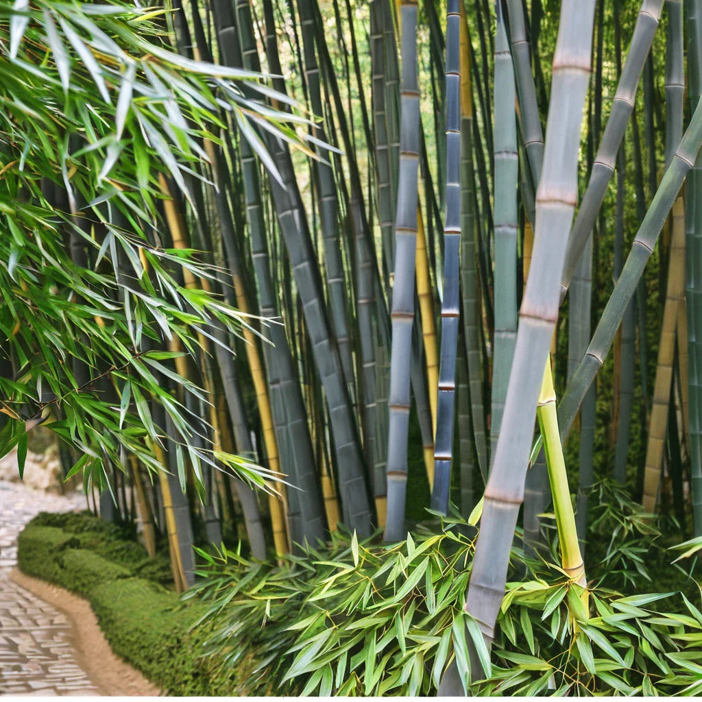 50 Bamboo Seeds - Tropical Blue Clumping Privacy Plant for Garden - Perfect Shade Screen - Ideal for Landscaping