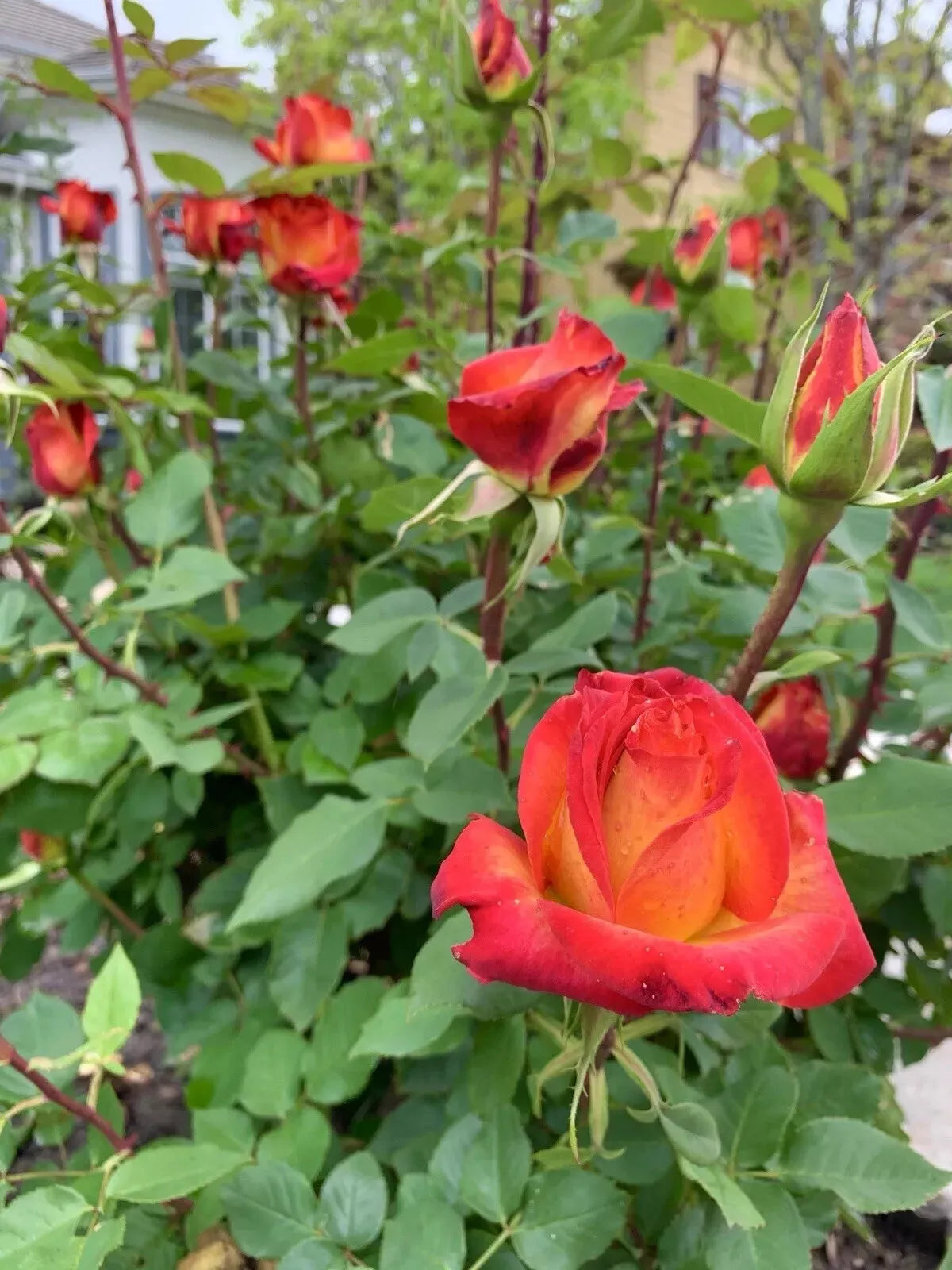 Large Yellow-Orange Rose Plants - 5 Stems for Planting - Rosa spp. - USA