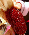 120+ Strawberry Ruby Corn Seeds - Organic Heirloom Popcorn - Sweet & Rare - Zea mays everta