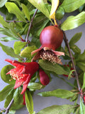 Pomegranate Cuttings - 15 Healthy Plants - Punica granatum - Ideal for Gardening and Landscape