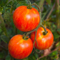 Red Zebra Tomato Seeds - Organic 20-Pack - Heirloom Variety - Lycopersicon esculentum - USA Grown, Ships Free