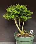 Bonsai Tree Kingsville Boxwood Pre-Bonsai 8-10 Years - Buxus microphylla var. japonica, Ready to Pot Up