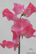 Tara Sweet Pea Seeds - 50+ Organic Garden Seeds for Planting - Lathyrus odoratus - USA