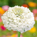 White Zinnia Seeds - 100+ Polar Bear Variety - Double Flowered - Attracts Bees, Butterflies & Birds - Zinnia elegans