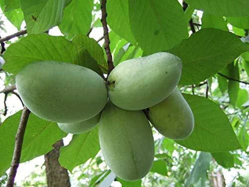 Banana Seeds - 5 Pack - North American Paw Paw Tree (Asimina triloba) - Grow Your Own Anna's Bananas