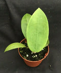 Hoya Parasitica Rooted Plant 2.5" Pot Live Houseplant