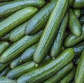 Tendergreen Burpless Cucumber Seeds 50+ Pack, Vegetable Garden Pickling, Cucumis sativus