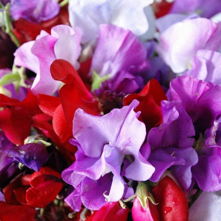 Sweet Pea Seeds - Royal Mix, Fragrant Red Pink Vine Flower Seed, Lathyrus odoratus, 2025