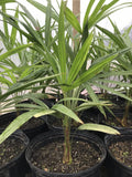Cold Hardy Windmill Palm 18”-20” Trachycarpus Fortunei - Hardy Tropical Plant for Gardens and Landscaping