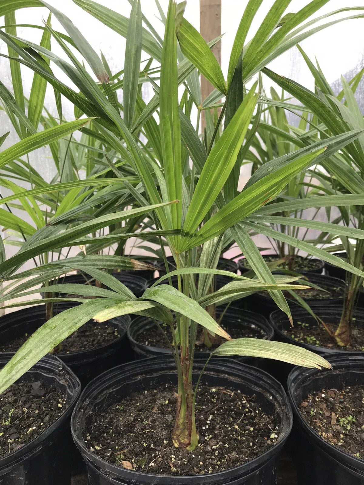 Cold Hardy Windmill Palm 18”-20” Trachycarpus Fortunei - Hardy Tropical Plant for Gardens and Landscaping