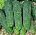 Harmonie Cucumber Seeds - 25+ Pack for Garden Planting - Cucumis sativus - USA