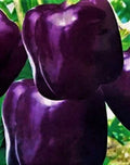 Purple Beauty Pepper Seeds 50+ Non-GMO - Capsicum annuum - Heirloom Vegetable Seeds for Home Gardening