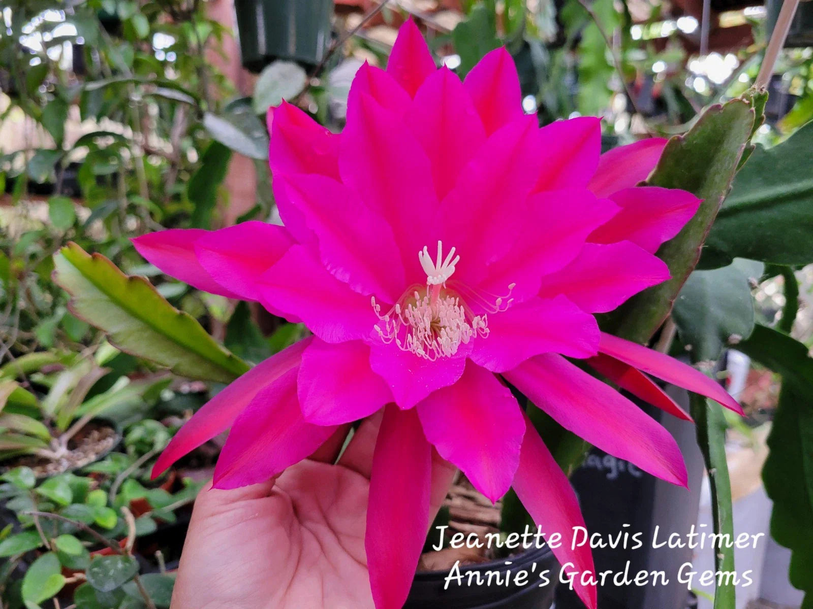 Epiphyllum Cuttings - Unrooted Jeanette Davis Latimer - 8 to 10 Inches Long - Tropical Cactus Plant
