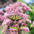 Queen of The Meadow Herb Seeds 50 Count - Joe Pye Weed, Purple, Eutrochium purpureum