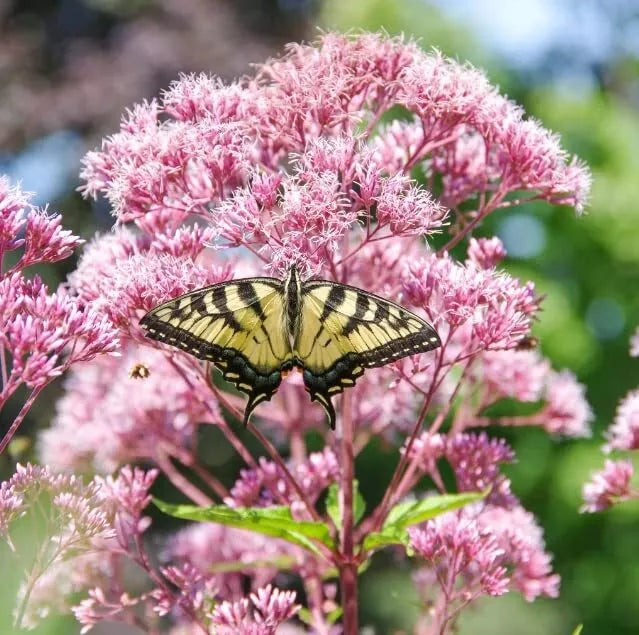 Queen of The Meadow Herb Seeds 50 Count - Joe Pye Weed, Purple, Eutrochium purpureum