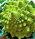 Romanesco Broccoli Seeds 200+ Non-GMO Heirloom Seeds for Planting (Brassica oleracea var. botrytis)