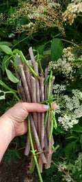Fruit Tree Cutting Scion - Fig, Mulberry, Apricot, Elderberry, Cherry, Plum, Peach, Pear - Prunus & Morus Species