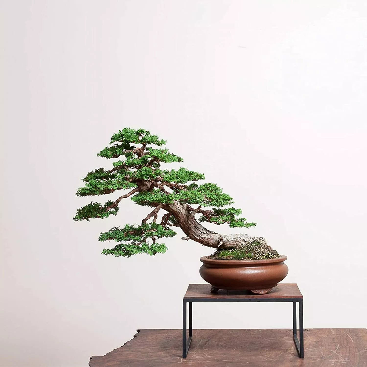 Hinoki Cypress Bonsai Tree Seeds, 20 Pack, Evergreen, Chamaecyparis obtusa