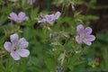 Coquetedale Lilac Geranium Seeds - 25+ Seeds for Garden Planting - Pelargonium 'Coquetedale' - USA