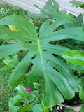 Monstera Deliciosa Live Plant, Swiss Cheese, 4" Pot, Evergreen Table Plant, Indoor Houseplant